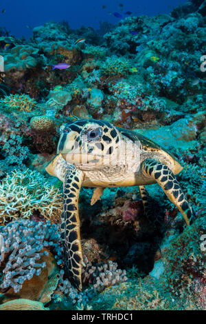 Hawksbill Sea Turtle, Eretmochelys imbricata, Tufi, Solomon Sea, Papua New Guinea Stock Photo