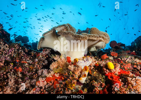 Mushroom Soft Coral in Coral Reef, Sarcophyton sp., Tufi, Solomon Sea, Papua New Guinea Stock Photo