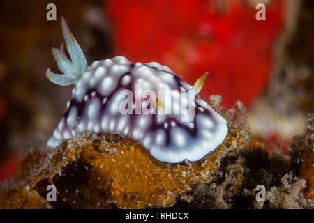 Dorid Nudibranch, Chromodoris geometrica, Tufi, Solomon Sea, Papua New Guinea Stock Photo