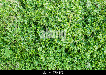 Green leaves small pattern background Stock Photo