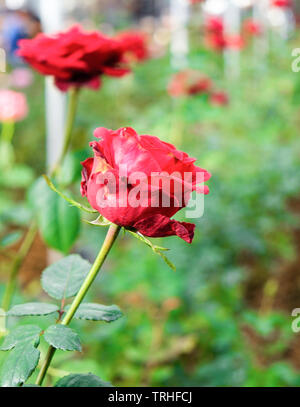 Red rose fresh in garden close up Stock Photo