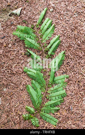 Tamarind branch fall on dry leaf Stock Photo