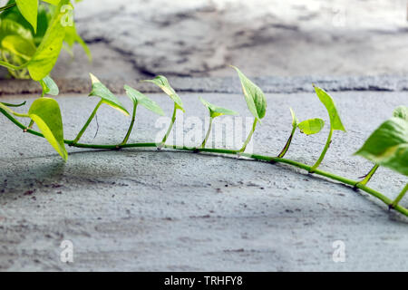 Plant green ivy on cement floor Stock Photo