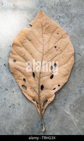 Brown leaf beauty porous on cement ground Stock Photo