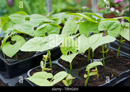 Close up of plant pots of tender young green bean beans plants growing in the greenhouse in spring England UK United Kingdom GB Great Britain