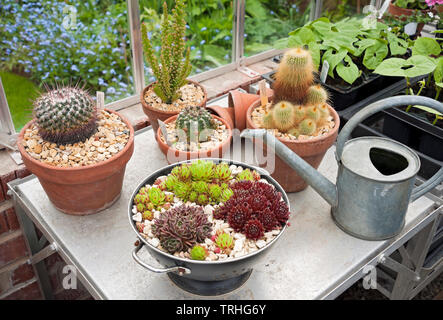 Collection of Cacti cactus and succulents plants plant growing in clay pots in the greenhouse England UK United Kingdom GB Great Britain Stock Photo