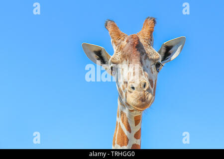 Reticulated giraffe (Giraffa camelopardalis reticulata) against a clear blue sky. Stock Photo