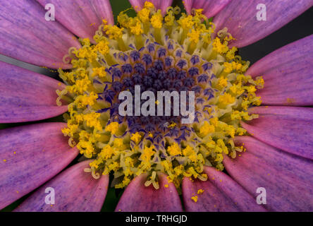 Pink Senetti flower in full bloom showing yellow pollinating buds. Stock Photo