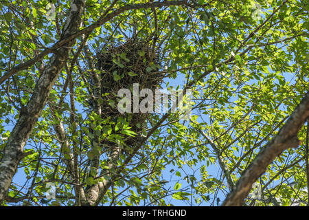 Bird nest in the branches Stock Photo