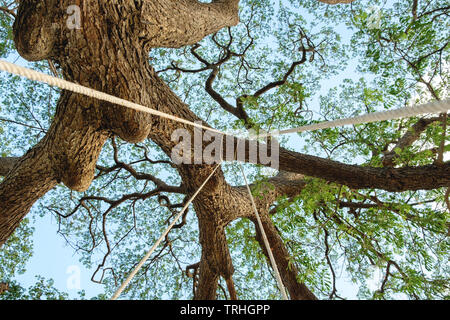 Look up perk tree on swing Stock Photo