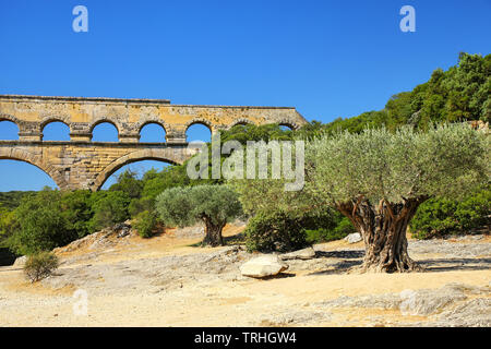 Old olive trees growing near Pont du Gard, southern France. It is the highest of all elevated Roman aqueducts. Stock Photo