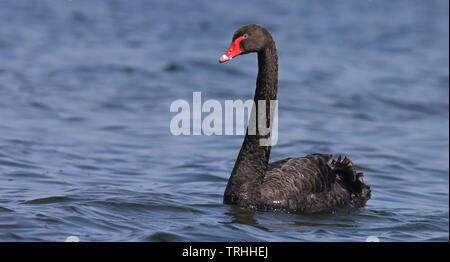 Black swan (Cygnus atratus) swimming in blue water Stock Photo