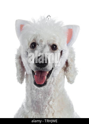 Portrait of cute white King Poodle wearing cat ear diadem. Looking at camera. Isolated on white background. Stock Photo