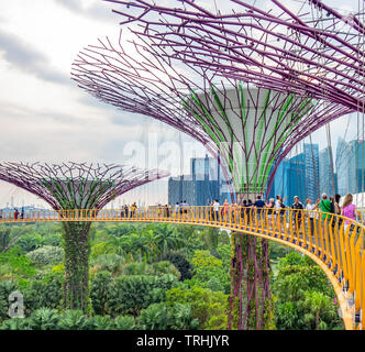 Tourists on the elevated walkway OCBC Skyway between two of the Supertrees  in the Supertree Grove at Gardens by the Bay Singapore. Stock Photo