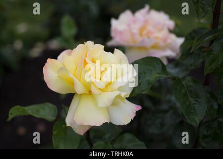 Rose 'Peace' hybrid tea at Owen Rose Garden in Eugene, Oregon, USA. Stock Photo