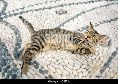 Funny tabby cat kitten playing on a white black pepple stone mosaic with ornamental shapes  in a Greek village square, Aegean island, Cyclades, Greece