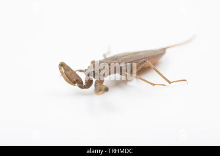 A water scorpion, Nepa cinerea, photographed on a white background. The water scorpion is an aquatic insect that preys on other small aquatic creature Stock Photo