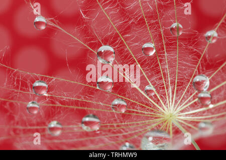 Water drops on a parachutes dandelion on a red background. dew drops on a dandelion seed macro. magic dream concept Stock Photo