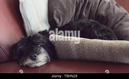 A black dog of the breed Tibet Terrier lies on cuddly pillows on a leather couch. He is already old. The dog looks into the camera. Stock Photo