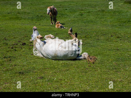 White Horse having a roll on the grass, Llanrhidian marshes, Gower, South Wales Stock Photo