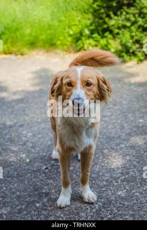 Portrait of adorable young beige and white mongrel dog looking happy standing on grey pavement on a sunny day in a shadow on a spring day in a park. Stock Photo