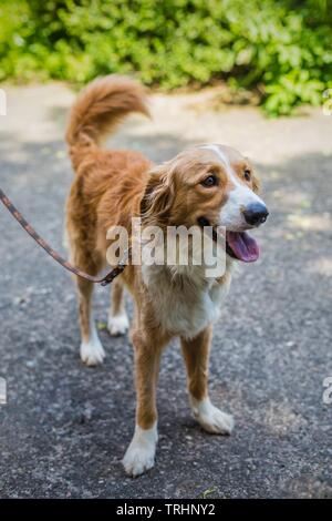 Portrait of adorable young beige and white mongrel dog looking happy standing on grey pavement on a sunny day in a shadow. A spring day in a park. Stock Photo