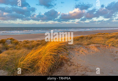 The wind blowing through the dune grasses with blur motion in the sand dunes along Ostend city beach at sunset, North Sea, West Flanders, Belgium. Stock Photo