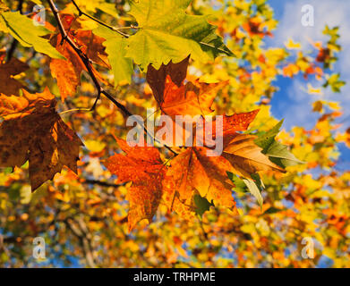 Auumn leaf colors, Sycamore, Acer pseudoplatanus, Stock Photo