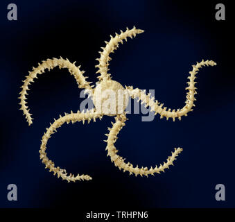 Dried Brittle star specimen, Ophiura sp. Dorset, UK Stock Photo
