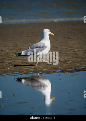 Walking seagull from the side mirrored upside down in water flake Stock Photo