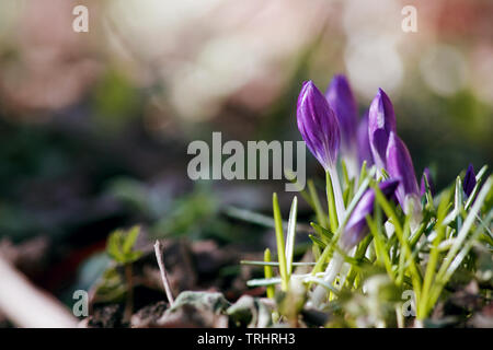 Beautiful purple flowers - crocuses , which are among the first to appear in early spring and grow under the pleasant sunlight Stock Photo