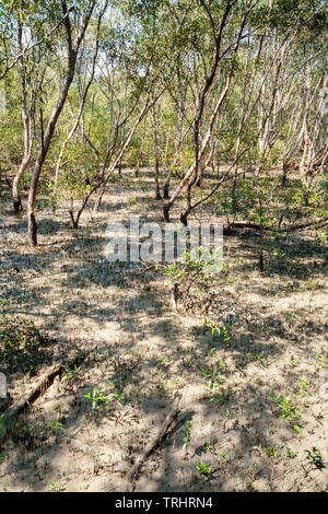 Mangrove swamp, Kuala Selangor Nature Park, Malaysia Stock Photo