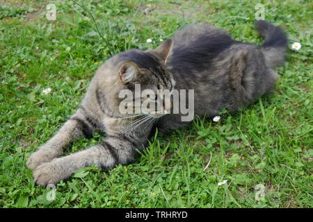Beautiful brown patterned cat with green eyes lying on grass. Stock Photo