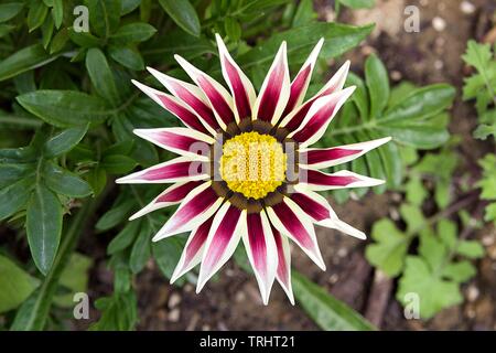Close-up top view of one white and lilac Gazania flower in bloom in a garden. Blurred background of green leaves and ground