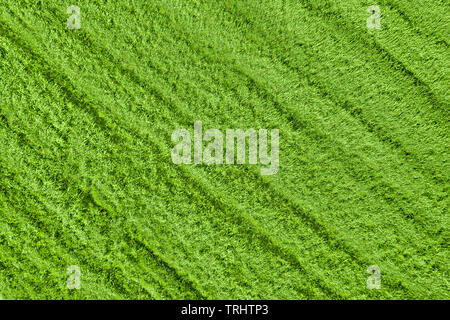 Green grass on the field top aerial view. Natural texture and background Stock Photo
