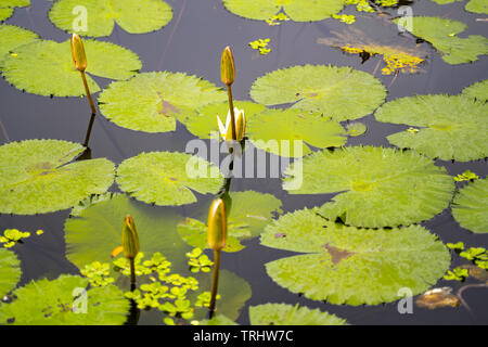 Water Cress. CRESS. Garten und Brunnen Kresse, Get,. Cresson, Fr