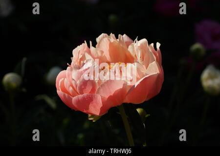 Peony Coral Charm.  Semi-double pink peony flower. Paeonia lactiflora (Chinese peony or common garden peony)