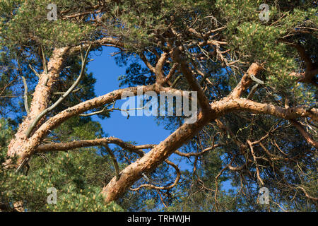 Conifer tree branches in Rydboholm, Sweden Stock Photo