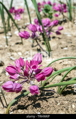 Tiny Allium oreophilum, Pink Lily Leek Stock Photo