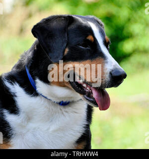 Young Sennenhund close-up playfull look in the eyes. Stock Photo