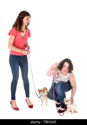 little chihuahuas and women in front of white background Stock Photo