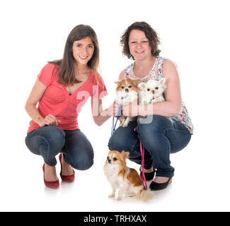 little chihuahuas and women in front of white background Stock Photo