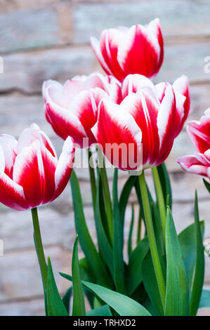 Group of tulips Leen Van Der Mark growing in a border  Cup shaped flowers Red with White edges belonging to the Triumph group of tulips Division 3 Stock Photo