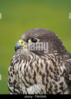 peregrine falcon cross a hybrid falconry bird at St Andrews, Scotland, UK Stock Photo