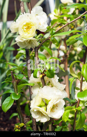 Chaenomeles speciosa Yukigoten a double white flower that blooms in early spring and can be used as ground cover or in woodland or cottage gardens etc Stock Photo