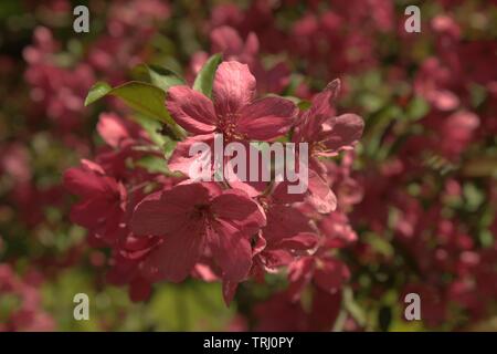 Looking At Crab Apple Blossoms Close Up Stock Photo