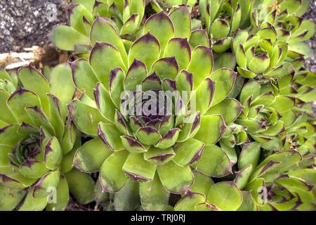 Looking Close At Hens And Chicks Stock Photo