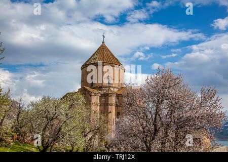 Amazing spring view of Armenian Church of the Holy Cross on Akdamar Island (Akdamar Adasi), Lake Van/Turkey. Surrounded by tree in blossom, in a middl Stock Photo