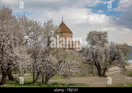 Amazing spring view of Armenian Church of the Holy Cross on Akdamar Island (Akdamar Adasi), Lake Van/Turkey. Surrounded by tree in blossom, in a middl Stock Photo