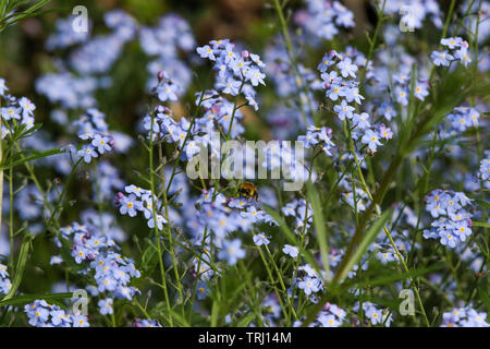 Spring flowers with a bee gathering pollen from wood forget-me-not (myosotis sylvatica) Stock Photo
